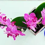 Resort Petasos & - Small Luxury Of The World