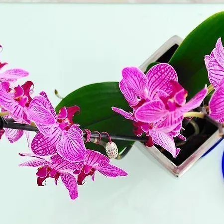 Ośrodek wypoczynkowy Petasos & - Small Luxury Of The World